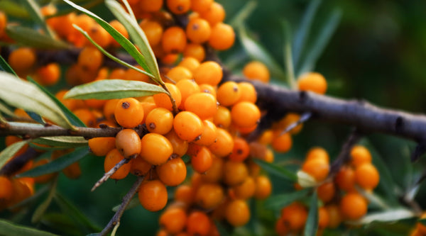 Discover Sea Buckthorn: Nature's Gift for Health and Beauty