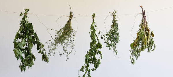 Happy Harvest! Alecia's Tips for Harvest, Drying, and Storage of Herbs