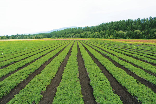 Factors Farm: Natural Factors Sustainability